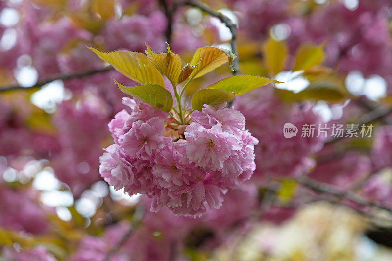 日本樱花(Prunus serrulata)